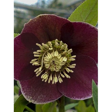 Hellébore 'Aubergine White Edge' Godet de 8/9 cm (1/2)
