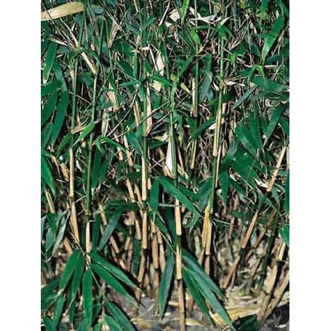 Fargesia rufa Pot de 4L/5L (1/3)