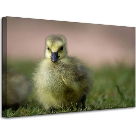 Lienzo impreso con diseño de pato amarillo (80x50 cm). (1/4)