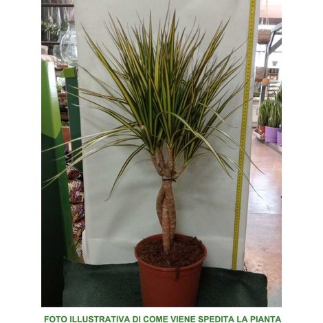 1 PIANTA DI DRACENA MARGINATA GOLD TRONCHETTO DELLA FELICITÀ VASO 20CM H80CM PIANTA DA APPARTAMENTO PURIFICA L'ARIA