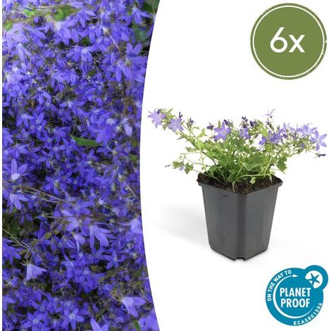 6 campanules (Campanula poscharskyana 'Stella') de 10 à 25 cm de diamètre (Ø 9 cm) - idéales pour les bordures et les couvre-sols. (1/5)