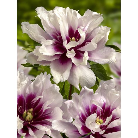 Pivoine Itoh 'Cora Louise' Pot de 3L/4L