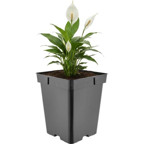 Garronda Pflanztopf Kunststoff hoch 18 x 18 x 21,5 cm (5L) eckig mit Drainagelöchern Blumentopf PP Pflanzgefäß für Garten Gewächshaus Balkon Anzucht Innen Außenbereich Schwarz GD-0201