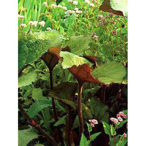 Ligulaire 'Desdemona' Godet de 8/9 cm (1/3)