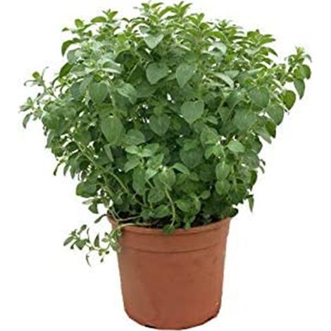 Origano "Origanum vulgare" pianta aromatica in vaso  14 cm