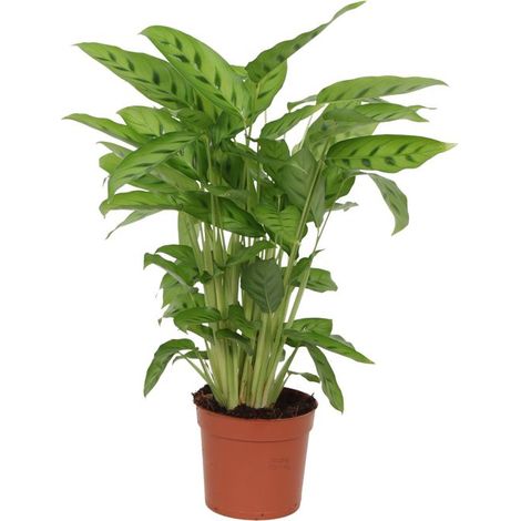 Calathea Leopardina - Plante d'Intérieur Décorative - Feuilles Vertes Tachetées - Hauteur 35 cm - Ø 12 cm - PANGIVO (1/2)
