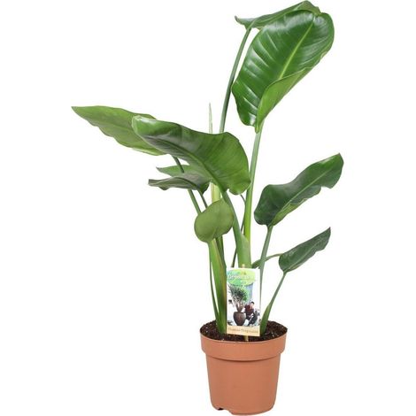 Strelitzia Nicolai Plante d’Intérieur Tropicale Feuillage Exotique Pot 17 cm Hauteur 60 cm - PANGIVO (1/4)