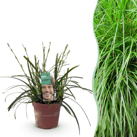 Graminée Ornementale Carex oshimensis Intense Green Plante Persistante Vert Pot 17cm Hauteur 50cm - PANGIVO (1/5)