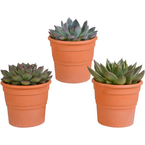Lot de 3 Echeverias Variées en Pots en Terre Cuite Méditerranéenne - Succulentes Ø 10,5 cm - PANGIVO (1/5)