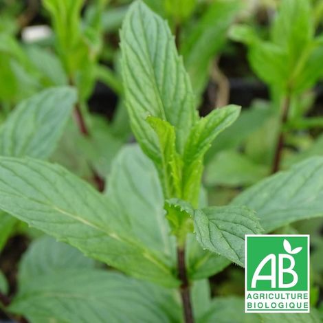 Menthe rouge BIO/Godet