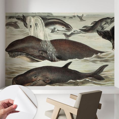 Papier peint autocollant avec imprimé pour décoration intérieure pour rénovation a motif Créatures marines 104x70 cm (1/5)