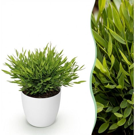 Bamusa Pogonatherum Monica - Plante d'Intérieur Herbe de Bambou - Pot Blanc 12cm - Hauteur 20cm - PANGIVO (1/5)