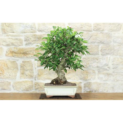 Bonsai di Melo da fiore (147) (1/5)