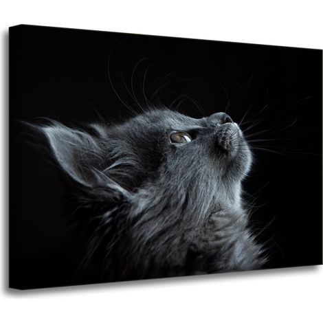 Leinwanddruck Tiere Perserkatze 70x50 cm