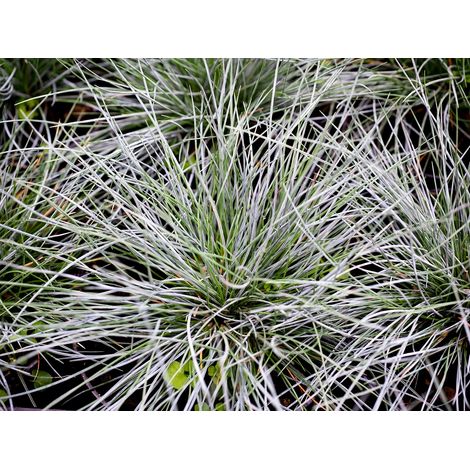 Semillas de Festuca Azul Cinerea. 10 Gramos