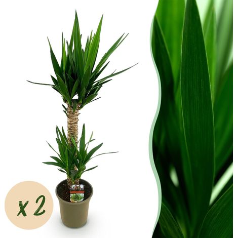 Yucca Elephantipes Plante d'Intérieur Lot de 2 Yucca Pied d'Éléphant Vert Hauteur 95 cm Pot 19 cm - PANGIVO (1/5)