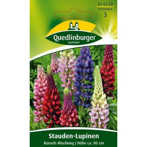 Quedlinburger Stauden-Lupinen Russels Mischung - Blumensamen (1/2)