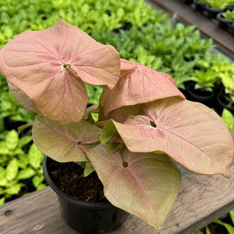 Gardenaria Syngonium 'Neon' - Pianta da interno ornamentale - Altezza: 25 cm (vaso 12) (1/3)