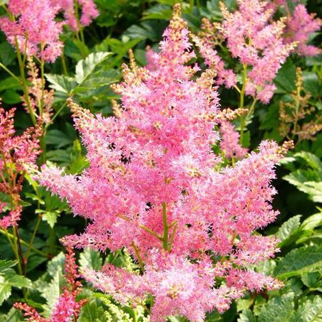 4 x Astilbe du Japon  - Astilbe japonica 'Rheinland'  - godet