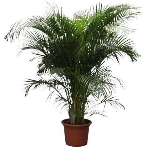 Palmier Areca Dypsis Lutescens Plante d'Intérieur Tropicale Vert Hauteur 230 cm Pot ø 40 cm - PANGIVO (1/4)