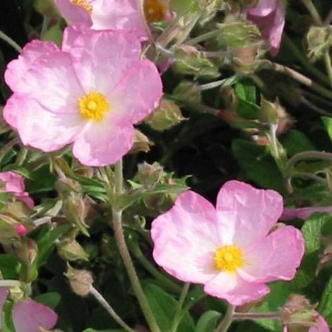Ciste Grayswood Pink, Cistus/Godet - 5/20 cm