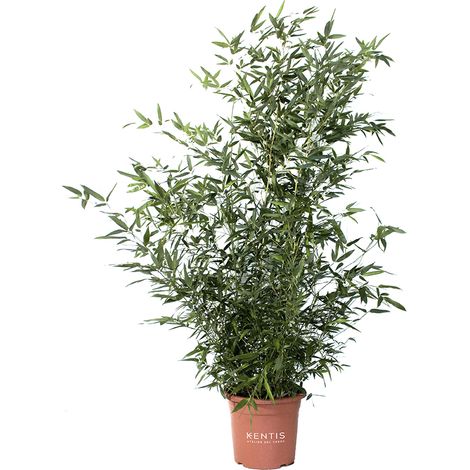 Bambusa Phyllostachys Bissetii - H 145-170 cm Vaso da Coltura Ø 24 cm (1/2)