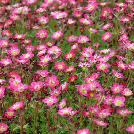 4 x Saxifrage  - Saxifraga 'Pixie'  - godet 9x9 cm (1/4)