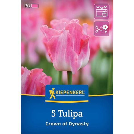 Kiepenkerl Herbstblumenzwiebel Kronentulpe Crown of Dynasty 5 Stück (1/2)