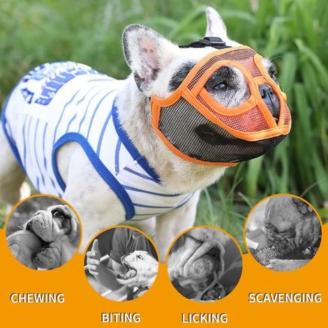 Kurzschnauze, atmungsaktives Mesh-Gewebe, flacher Rahmen, bissfest, grün, Größe XS für Französische Bulldoggen, Shih Tzus und Möpse (1/5)