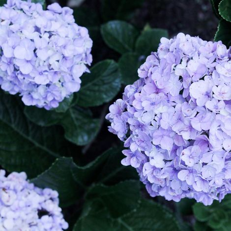 Gardenaria Ortensia - Hydrangea Macrophylla 'Mathilda Gutges' - Pianta acidofila ornamentale da esterno - Altezza: 30/40 cm (vaso19) (1/2)