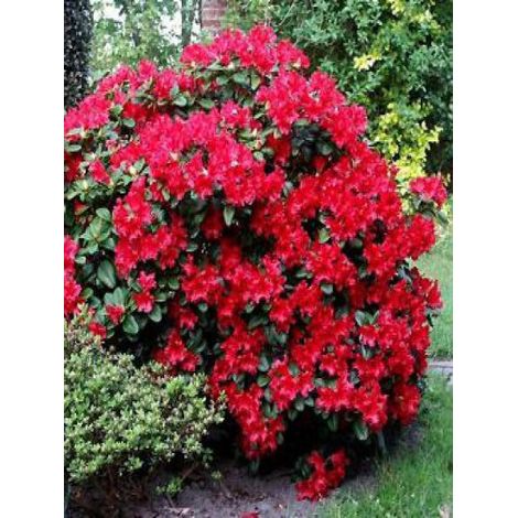 Rhododendron 'Scarlet Wonder' Pot de 2L/3L (1/3)