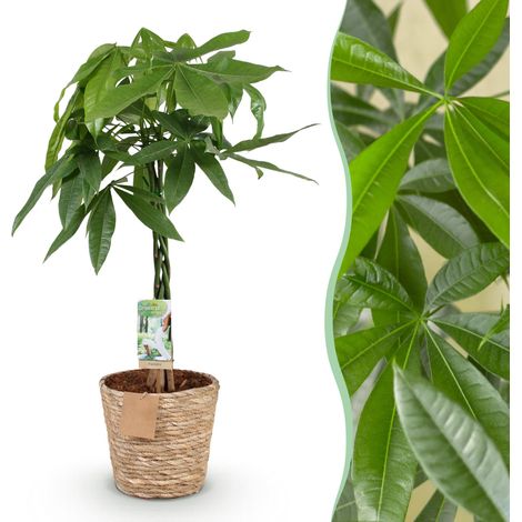 Pachira Aquatica Arbre à Monnaie Tige Tressée avec Panier Plante d'Intérieur Vert H80-90 cm - PANGIVO (1/5)