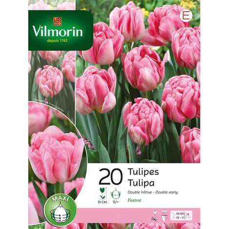 Vilmorin Tulipe Foxtrot (x20) (1/2)