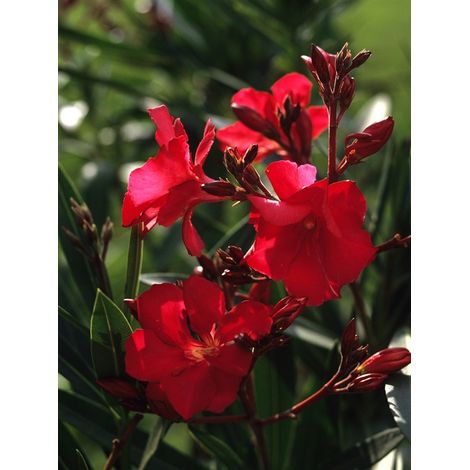 Laurier rose 'rouge' Pot de 6L/7L