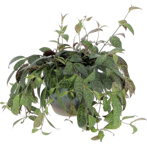 Aeschynanthus Marmoratus con Vaso in Ceramica Ocean - Vaso da Coltura Ø 17 cm (1/4)