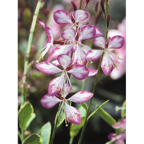 Gaura de lindheimer 'Freefolk Rosy' Godet de 8/9 cm (1/4)