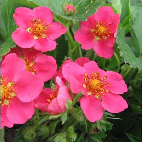 4 x Fraisier d'ornement  - Fragaria 'Pink Panda'  - godet 9x9 cm
