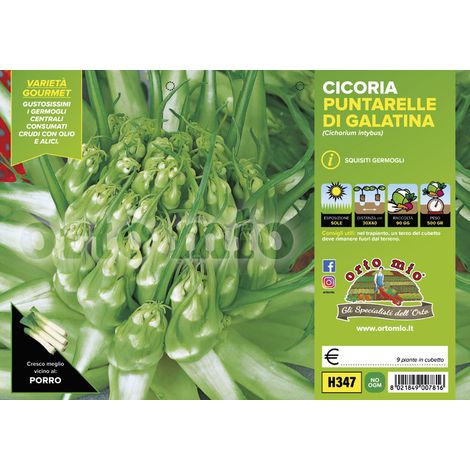 ORTO MIO Cicoria Puntarelle di Galatina