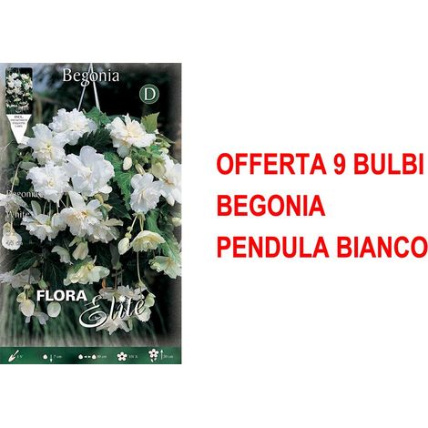 OFFERTA 9 BULBI BEGONIA PENDULA BIANCO BULBS BULBES