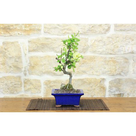 Bonsai di Cotogno giapponese a fiore bianco-giallo (25) (1/5)