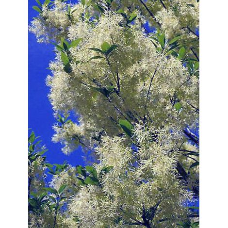 Arbre de neige Pot de 2L/3L