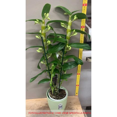 ORCHIDEA DENDROBIUM BIANCA O FUCSIA IN VASO 12CM