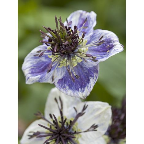 Nigelle 'Delft Blue' le sachet de 500 graines (0,7g) (1/2)