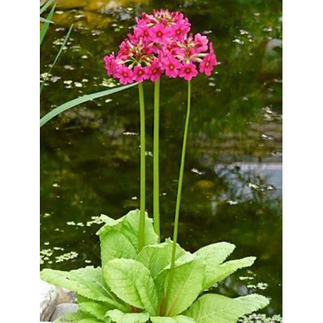 Primevère japonaise 'Miller's Crimson' Godet de 8/9 cm (1/4)