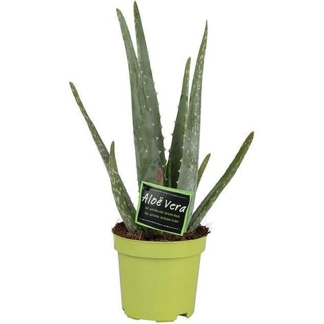 Aloe Vera Plante d’Intérieur Décorative Pot 10,5 cm Hauteur 35 cm - PANGIVO