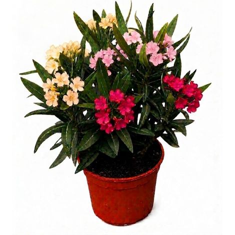 Oleandro Tricolor Nerium Oleander Corallo, Rosa e Giallo vaso ø14 cm (1/5)