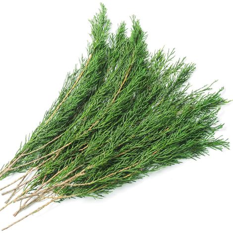 De 4 a 7 ramas de pino natural, de 35 a 43 cm, plantas verdes preservadas, con aroma a madera, ideales para guirnaldas navideñas, coronas y decoraciones de boda. (1/5)