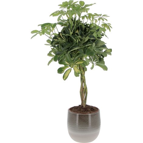 Schefflera Arboricola 'Gold Capella' con Eco-Vaso Grey Allure - Pianta Tropicale Purifica Aria da Interno - H 75-85 cm Vaso Ø 19 cm