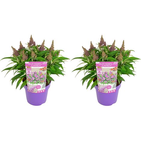 Bloomique – Lot de 2 – Buddleja Butterfly Little Purple – Arbre à papillons – Plantes de jardin – Rustique – 30-40 cm de haut – Pot 19 cm (1/5)
