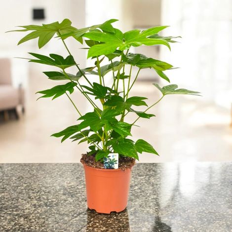 Gardenaria Fatsia japonica (Aralia) - Pianta da interno ornamentale - Altezza: 60 cm (vaso 17)